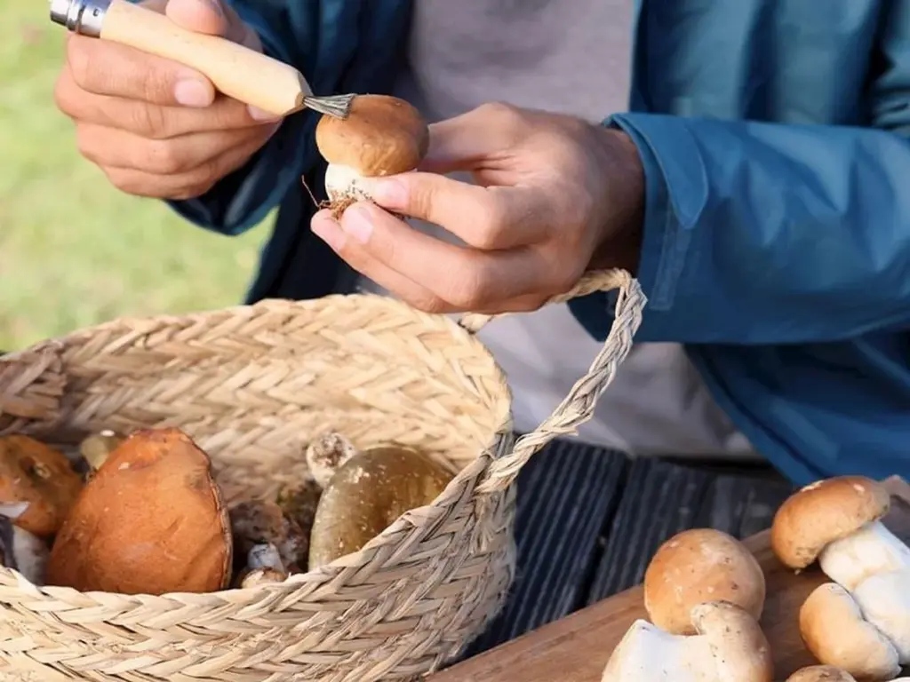 Dlaczego twoje grzyby tracą smak? Proste wskazówki, jak je czyścić bez acqua!
