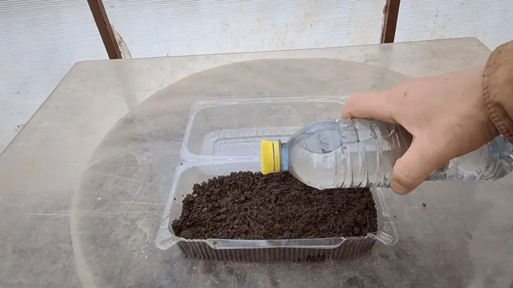 Plastikowe pudełko po sałatce? Zrobiłem z niego mini-szklarnię i po 3 dniach mam tak bujne sadzonki, że sąsiedzi pytają o sekret