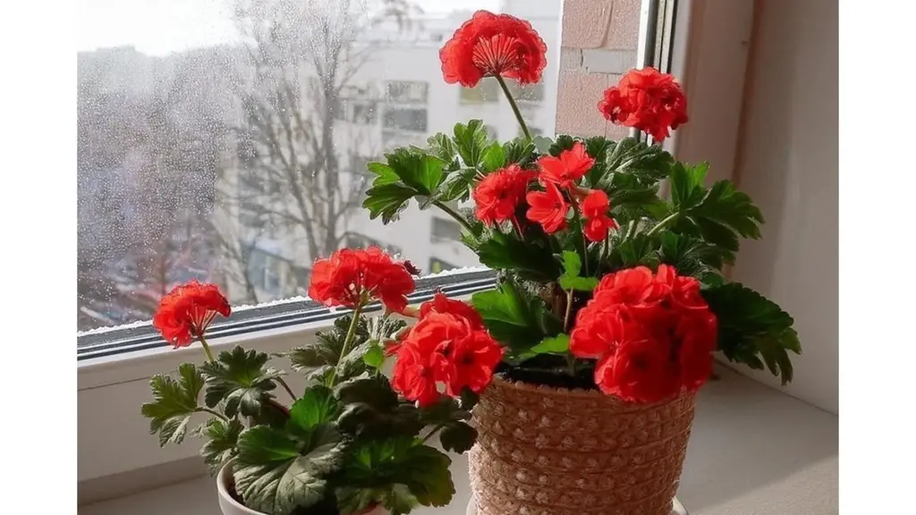 Dlaczego pelargonie mogą nie kwitnąć? Ten tani trik z apteczki odmieni Twój balkon.