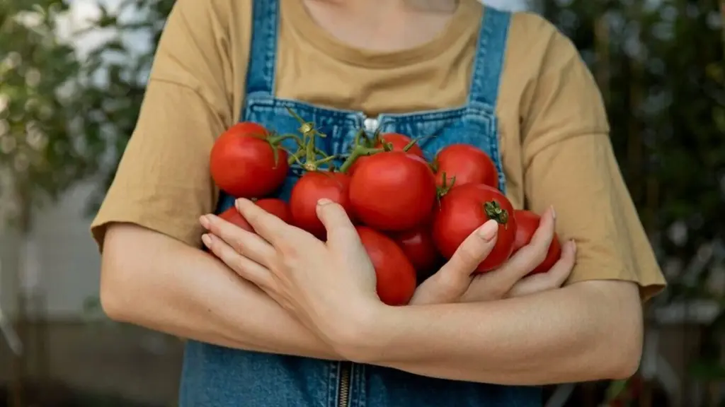 Dwa płaskie łyżki do dołka – i z jednego krzewu zbieram 12 kilogramów pomidorów