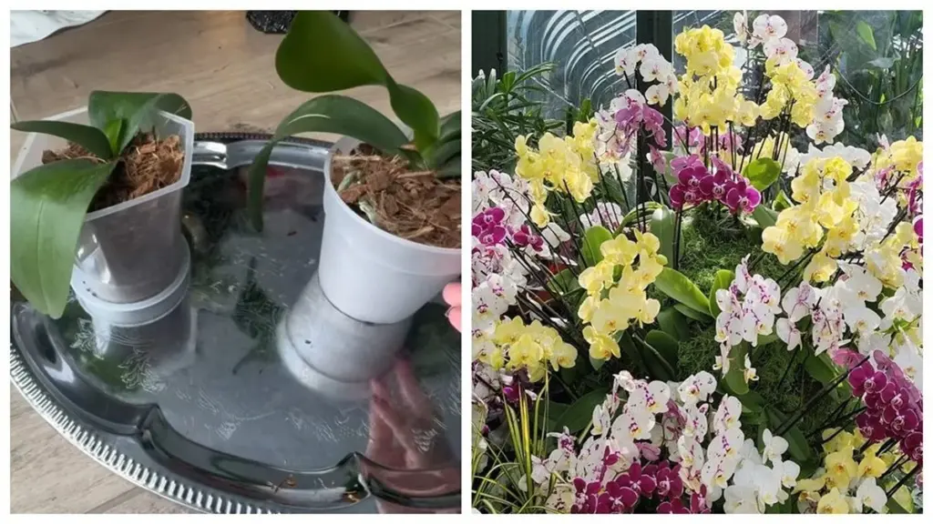 Orchidea przekwitła. Czy popełniasz ten sam błąd co większość właścicieli?