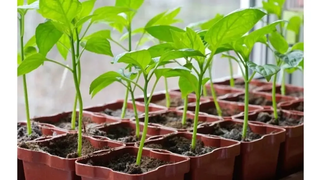 Papryka nie chce kiełkować? Czas, który musisz jej dać, zaskoczy wielu