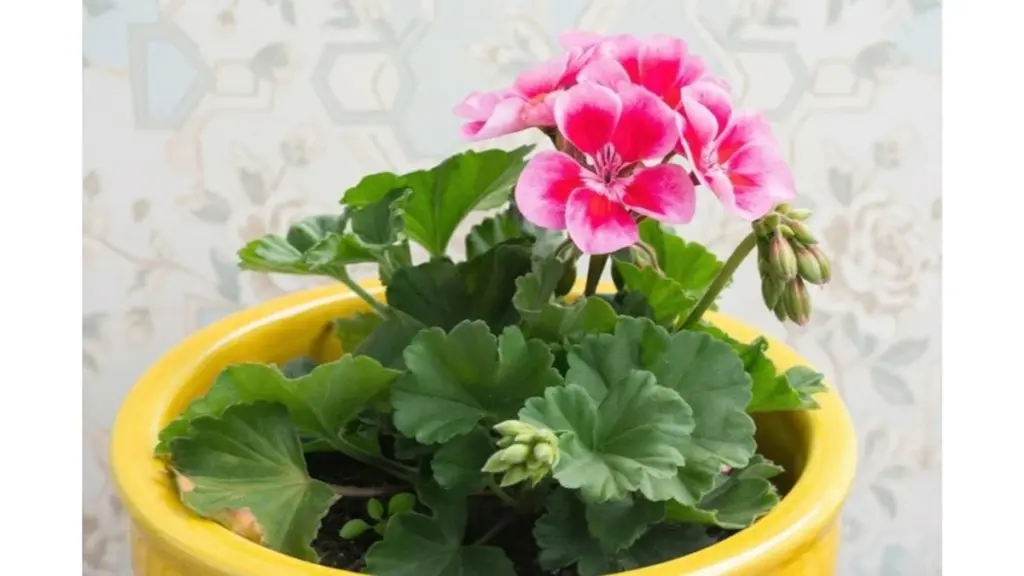 Pelargonie dwukrotnie obficiej: prosty zimowy sposób na rozmnażanie bez wydatków i hałasu