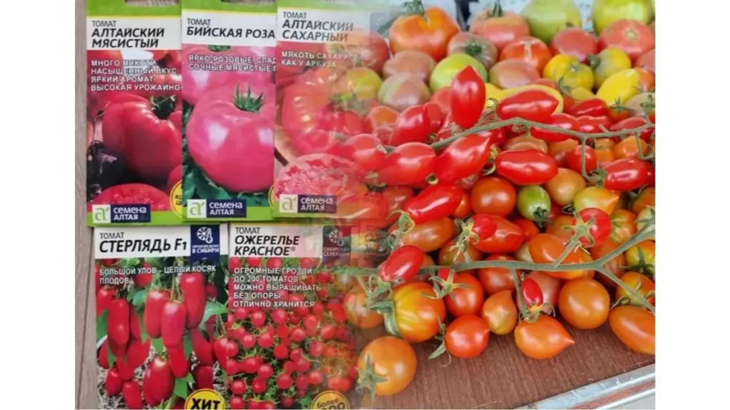 Pomidor „Różowy Olbrzym” – Jak Sąsiad Zdradził Mi Sekret Potrojenia Mojego Plonu
