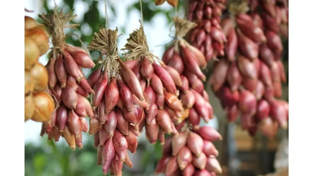Sąsiedzki agronom zdradził sekret: To wsypuję pod cebule i zbieram plony dwa miesiące wcześniej