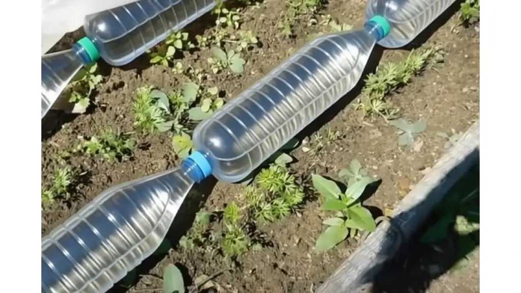 Słoik na ciepło: jak podgrzać ziemię w szklarni bez prądu z pomocą plastikowych butelek