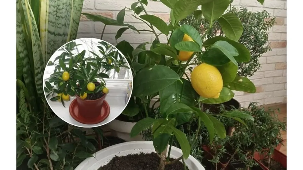 Dlaczego mój cytryniec stał jak sparaliżowany przez rok? Jedna granulka odmieniła wszystko w 28 dni