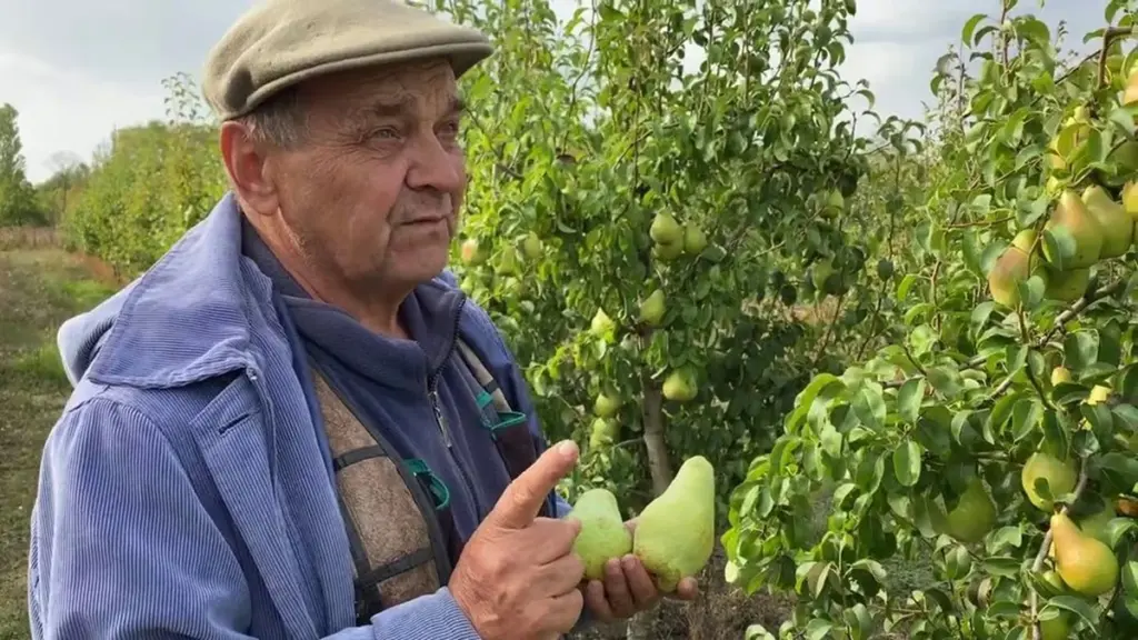 Dlaczego moje gruszki były wodniste przez lata? Prosty trik z azotem, który zmienił wszystko