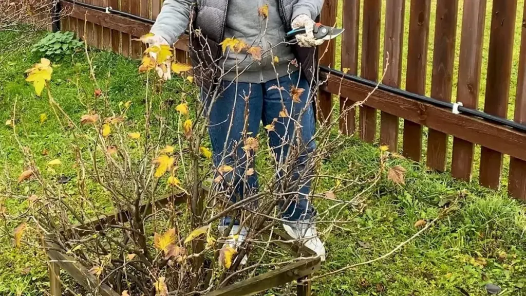 Dlaczego moje porzeczki rosły marne? Dziadek pokazał prosty sposób na wielkie owoce