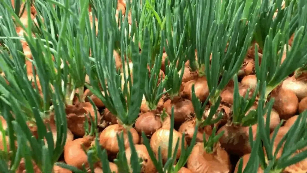 Nie tnijcie cebuli przed sadzeniem! Sekretnego sposobu zdradził agronom