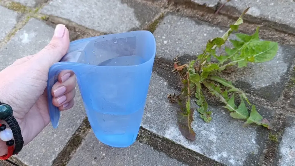 Ocet i sól na chwasty: Wypróbowałem „cudowny” przepis. Oto, co się naprawdę stało