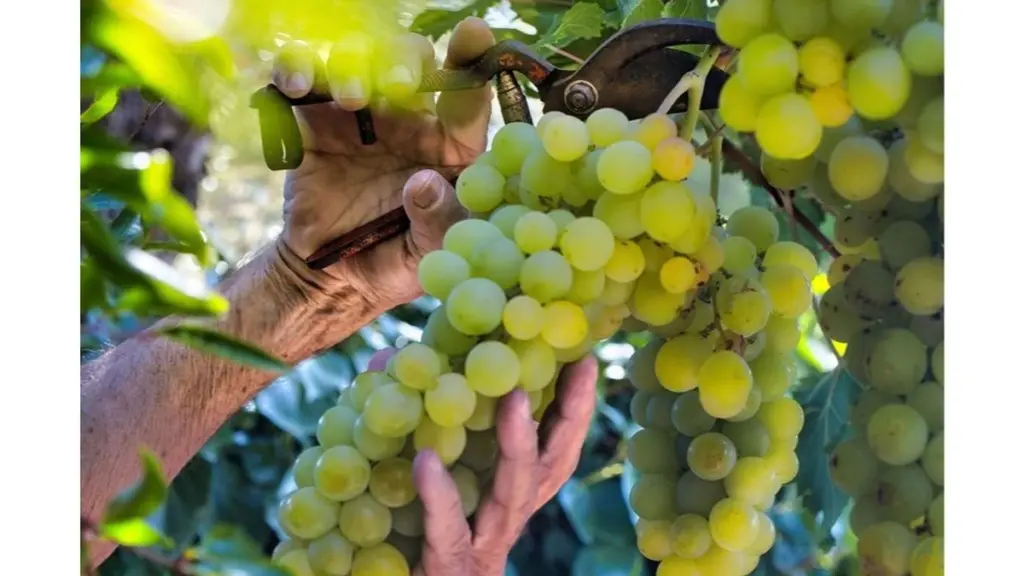 Sąsiadka zdradziła sekret: takie słodkie winogrona tylko dzięki produktowi z lodówki